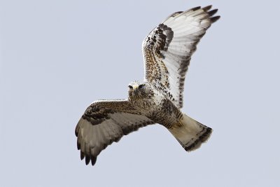 rough-legged hawk 032710_MG_0655