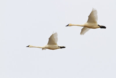 tundra swans 032810_MG_0823