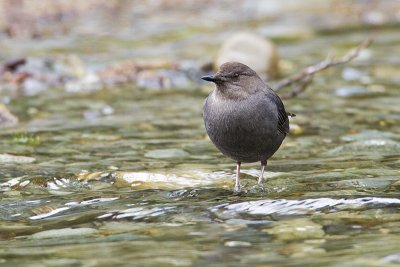 american dipper 040310_MG_3295
