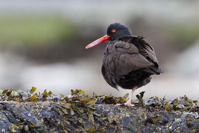 black oystercatcher 040310_MG_2492
