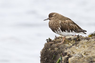 black turnstone 040310_MG_2736