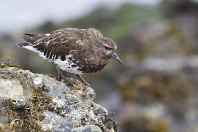 black turnstone 040310_MG_2975