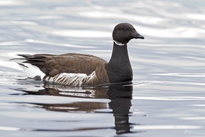 brant 040310_MG_2025