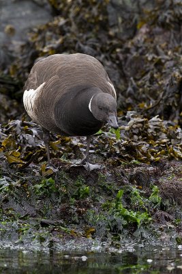 brant 040310_MG_2151