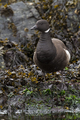brant 040310_MG_2202