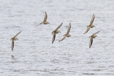dunlin 040310_MG_2746