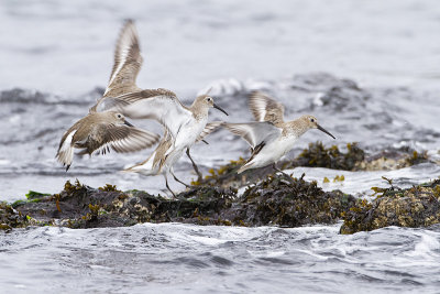 dunlin 040310_MG_2756