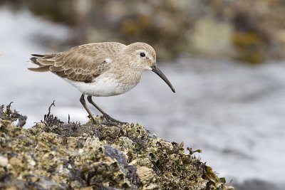 dunlin 040310_MG_2870