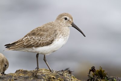 dunlin 040310_MG_2930