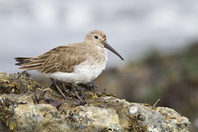 dunlin 040310_MG_3067