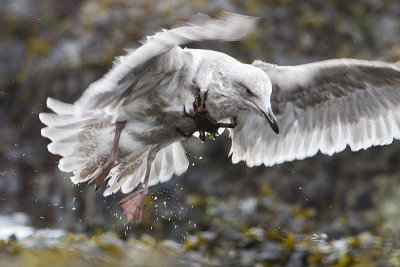 glaucous-winged gull 040310_MG_1749