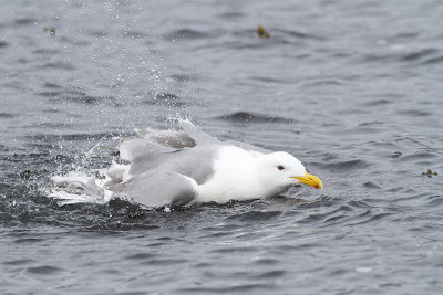 glaucous-winged gull 040310_MG_3013