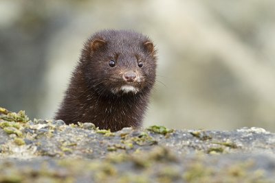 mink 040310_MG_2691