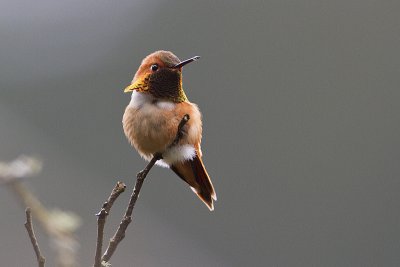 rufous hummingbird 040310_MG_3469