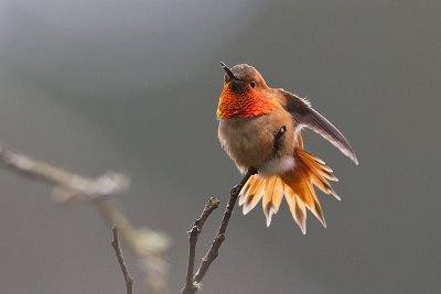 rufous hummingbird 040310_MG_3475