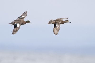 american wigeon 040410_MG_4652