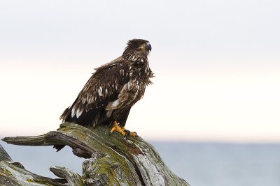 bald eagle 040410_MG_3534