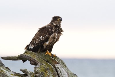 bald eagle 040410_MG_3534