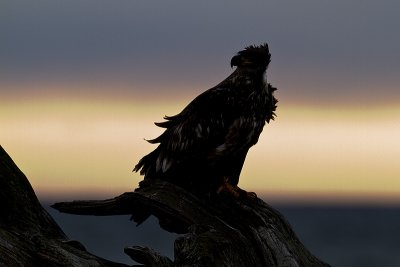 bald eagle 040410_MG_3547