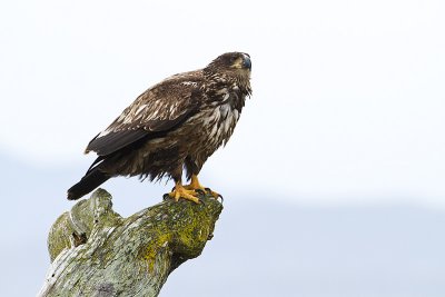 bald eagle 040410_MG_3779