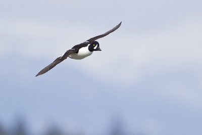 barrow's goldeneye 040410_MG_4911