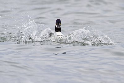 barrow's goldeneye 040410_MG_4918