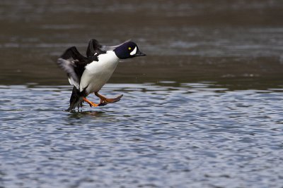 barrow's goldeneye 040510_MG_5806