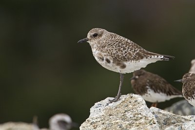 black-bellied plover 040410_MG_4255