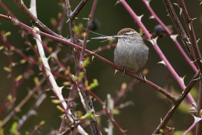 bewick's wren 040410_MG_3792