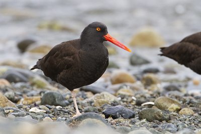 black oystercatcher 040410_MG_4265