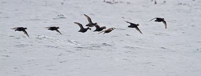 black scoters 040410_MG_3970