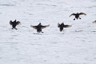 black scoters 040410_MG_3972