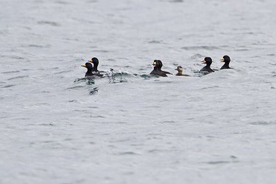 black scoters 040410_MG_3980