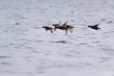 black scoters 040410_MG_4329