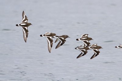 black turnstone 040410_MG_4099