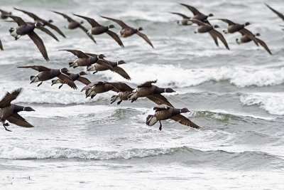 brant 040410_MG_3683