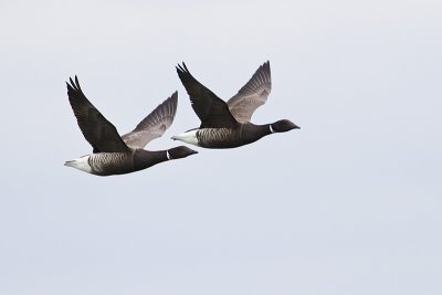 brant 040410_MG_4088