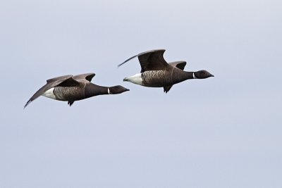 brant 040410_MG_4089