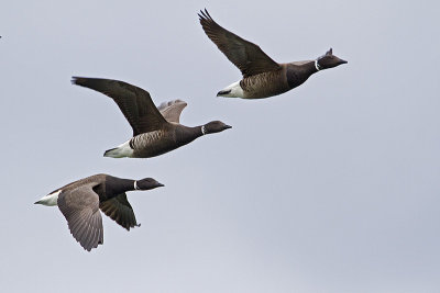 brant 040410_MG_4173