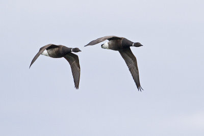 brant 040410_MG_4237