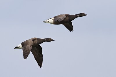 brant 040410_MG_4697