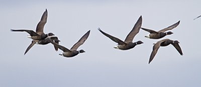 brant 040410_MG_4933