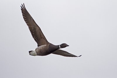 brant 040410_MG_4957