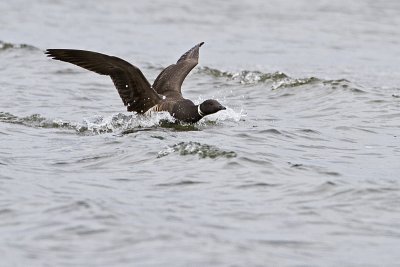 brant 040410_MG_5542