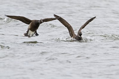 brant 040410_MG_5568