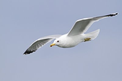 california gull 040410_MG_4733