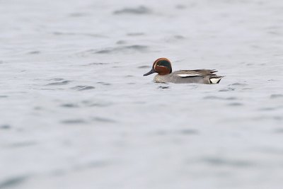 common teal 040410_MG_4863
