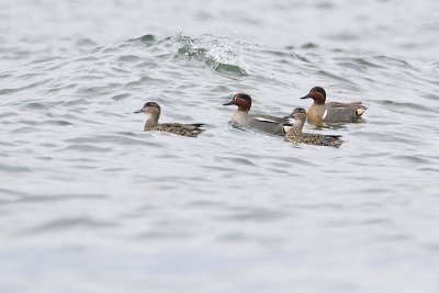 common & green-winged teal 040410_MG_4905