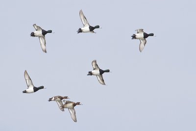 greater scaup 040410_MG_5279