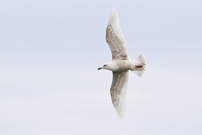 glaucous-winged gull 040410_MG_3849